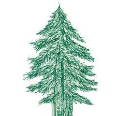 Obraz premium Hand-drawn green conifer tree, childlike pencil sketch with detailed branches and needles, simple and playful illustration on transparent background.