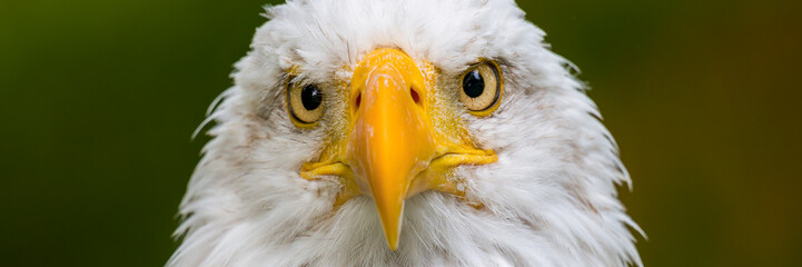 Bald eagle. Haliaeetus leucocephalus headshot close up. Majestic bald eagle portrait.