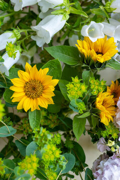 Close up of freshly cut spring flowers. Beautiful sunflowers, bupleurum and white canterburry bells. Blooms detail shot. 