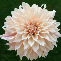 Cafe au lait dahlia flower close up.