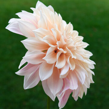 Cafe au lait dahlia flower close up.