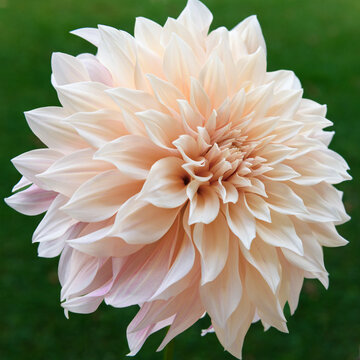 Cafe au lait dahlia flower close up.