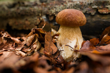 King Bolete. Porcini mushroom. Boletus edulis. Penny bun, cep, porcino or porcini.