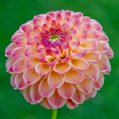 LATTE dahlia flower close up.