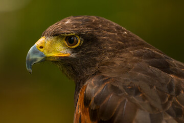 Harris hawk. Parabuteo unicinctus headshot close up. Majestic harris hawk isolated portrait.