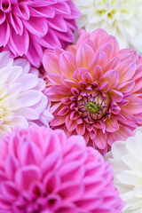 Pink, purple, lilac and white dahlia blooms background. Pastel shades dahlia flowers close up. Floral wallpaper
