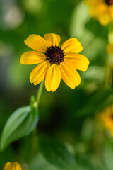 Rudbeckia triloba. Brown eyed susan, branched coneflower, thin leaved coneflower or three lobed coneflower.