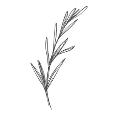 Vector sketch lavender illustration. Beautiful boquet of flowers. Doodle, line art