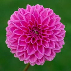 Pink Sylvia dahlia flower close up.