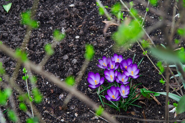 first spring flowers