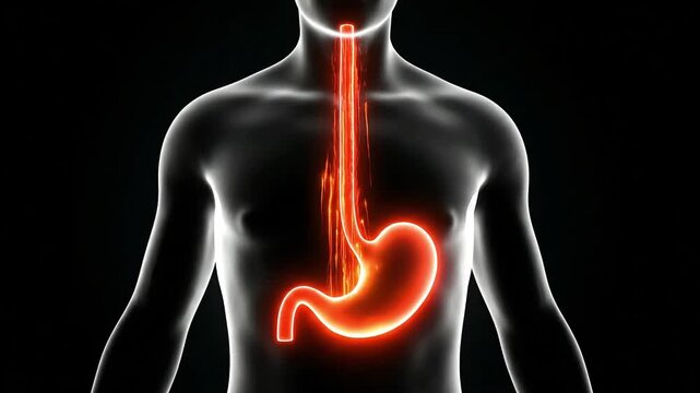 acid reflux of the human stomach illuminated with an orange glow, signifying irritation or active acid secretion within a translucent body.