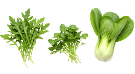 Set of 3 different vegetables isolated on white background with clipping path – fresh arugula, watercress, and bok choy, organic leafy greens rich in vitamins and minerals, perfect for healthy diet, c