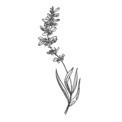 Graphic sketches of lavender flowers. Botanical sketches. Set of floral illustrations.