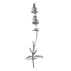 Lavender black and white vector sketch. Fragrant French wildflower with title. Violet summer honey plant sketched outline. Blooming aromatic Provence wild flower engraving. Aromatherapy scent