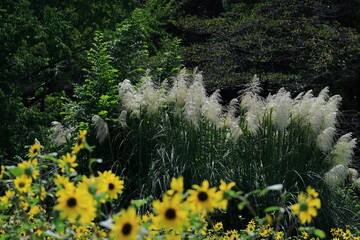 日本の秋を象徴する花