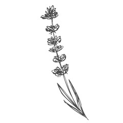 herb lavender hand drawn. aroma essential, oil calming, fragrance plant herb lavender vector sketch. isolated color illustration