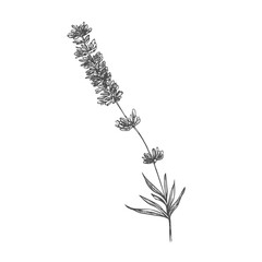 Hand-drawn illustration of Lavender. Vector sketch