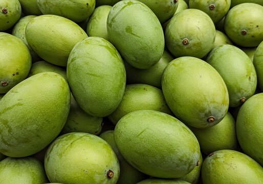 A large pile of fresh unripe green mangoes.