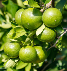A lime is hanging from a tree