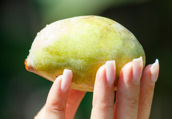 A person is holding a green fruit in their hand