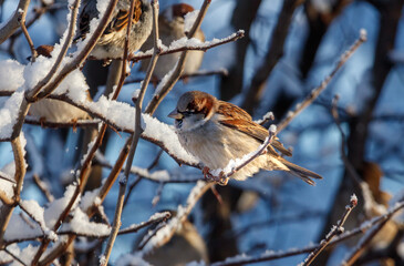 A bird is sitting on a branch covered in snow
