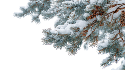 Close up of frosted pine branches with red berries isolated on transparent background