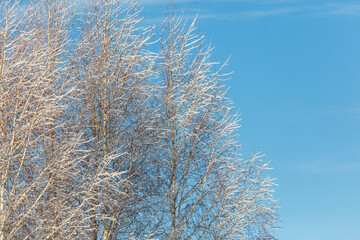 A tree with snow on it and a blue sky in the background