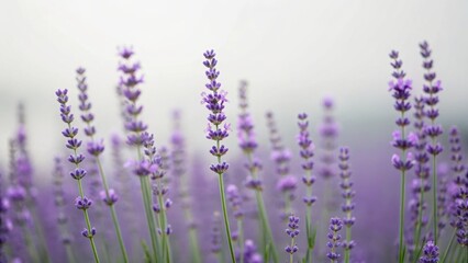 Fototapeta premium Lavender flowers bloom in a serene field, showcasing delicate purple hues against a soft background, evoking tranquility and beauty.