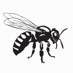 Detailed Honeybee Vector Black White Insect Honey Producer