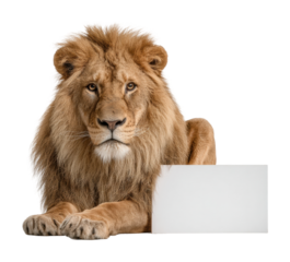 Majestic lion portrait wildlife habitat animal isolated on transparent background