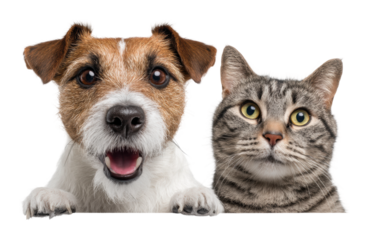 Playful dog and cat portrait animal isolated on transparent background