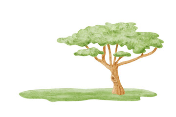 Watercolor acacia tree on green grass lawn hand drawn illustration isolated on white. African savanna landscape clip art for kids safari designs. Colorful nature in simple childish drawing style