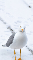A silver seagull (Larus michahellis) in the snow in Istanbul. Seagull portrait. Ornithology. Bird, animal idea concept. Nature. Vertical photo. 