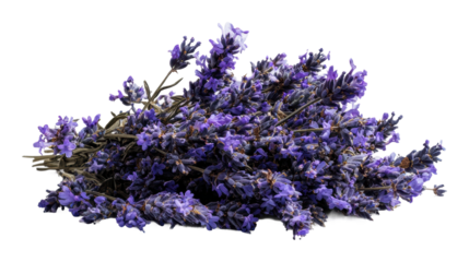 Harvesting lavender flowers in a rustic field nature isolated on transparent background