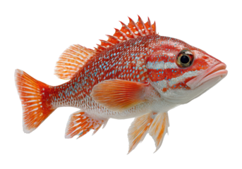Swimming red snapper fish underwater habitat animal isolated on transparent background