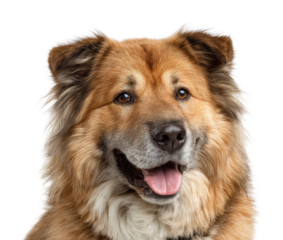 Playful dog portrait animal isolated on transparent background