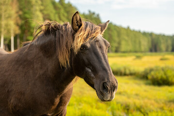 Fototapeta premium wild brown horse looking at the camera close up in open field