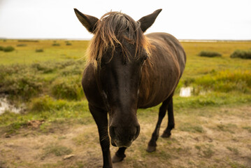 wild brown horse looking at the camera close up in open field