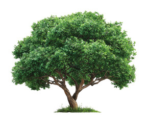 Lush green tree in nature environment vibrant viewpoint isolated on transparent background