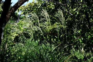日本の秋を象徴する花
