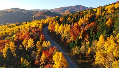 Autumn road through colorful forest