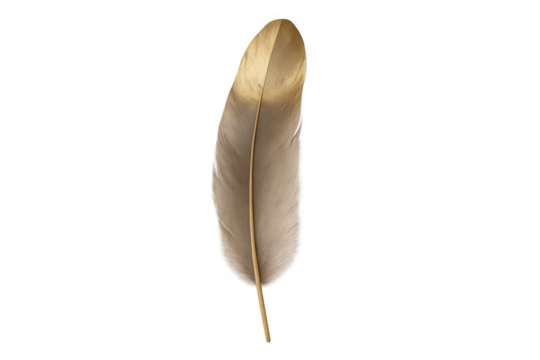 Ostrich feather with golden tip isolated on transparent background