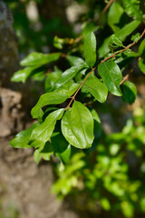 Pomegranate branch with leaves - Latin name - Punica granatum
