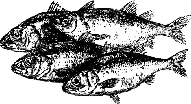 Fish engraving in a detailed style. Black outline drawing showcasing a set of aquatic species. A versatile vector illustration for various applications.