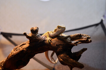 Bearded dragon resting on a branch in a cozy habitat