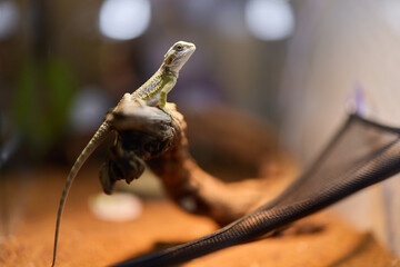 Lizard basking on a branch in a terrarium during the day