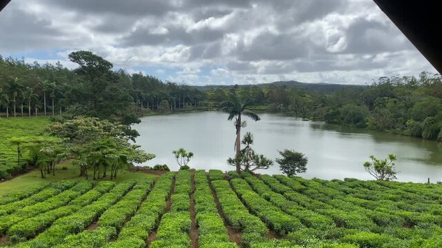 Lake in biggest tea plantations Bois Cheri on Mauritius Island