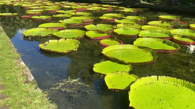 Victoria amazonica in Sir Seewoosagur Ramgoolam Botanic Garden