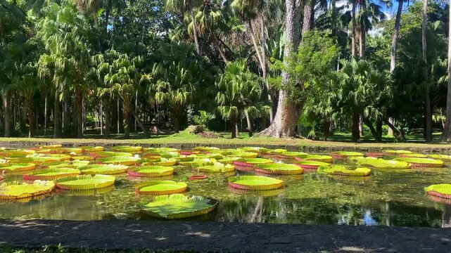 Victoria amazonica in Sir Seewoosagur Ramgoolam Botanic Garden