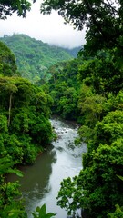 Lush rainforest river view